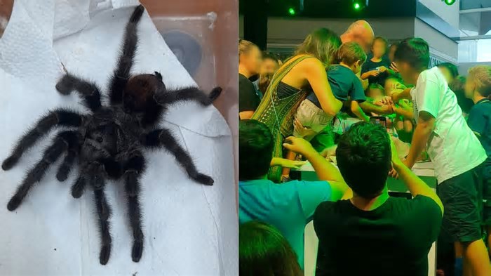 Aranhas, sapos e cobras: Ibama apreende animais em show infantil e multa biólogo em shopping de SC