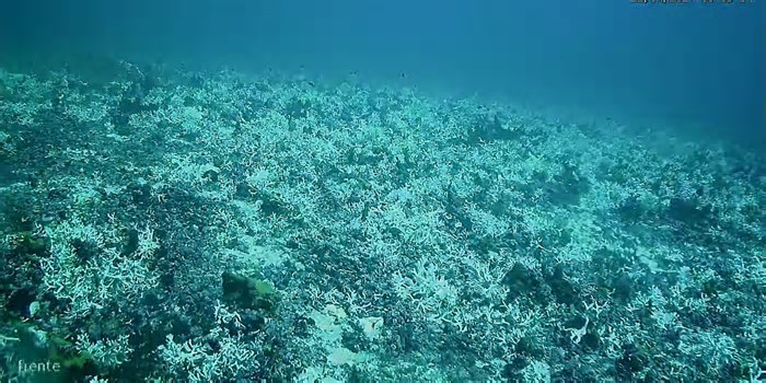 Costa dos Corais entre AL e PE está virando cemitério submerso