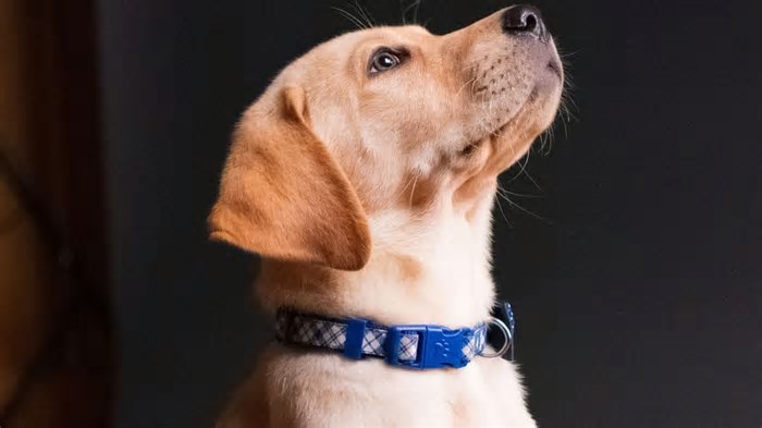 Inteligência Artificial 'traduz' emoções de animais