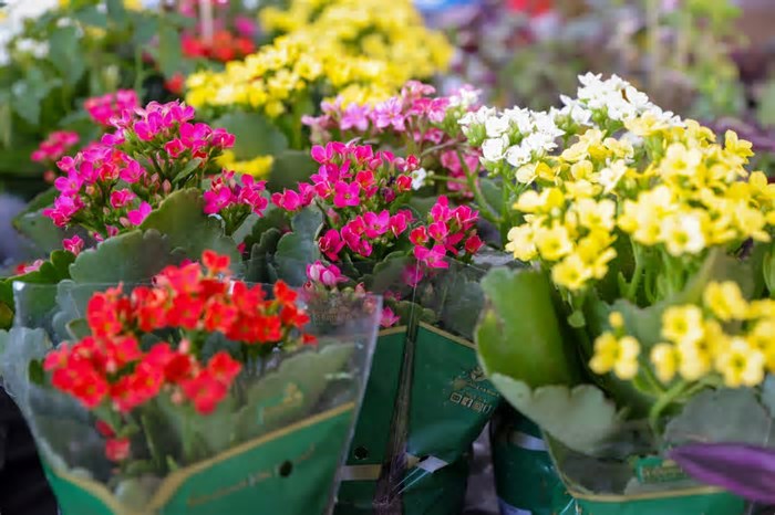 Feira de Flores de Holambra movimenta a Imbiribeira com mais de 200 espécies