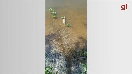 VÍDEO: Peixes e camarões aparecem mortos às margens de leito do Rio Tietê no interior de SP