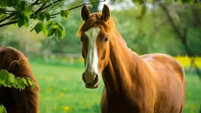 Inteligência artificial ajuda a avaliar sons emitidos por animais e identificar que emoções eles estão sentindo