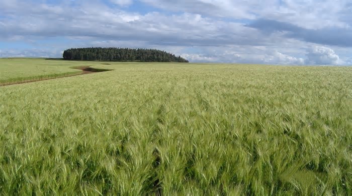 Área tratada por defensivos agrícolas no Brasil cresce 9,2% em 2024