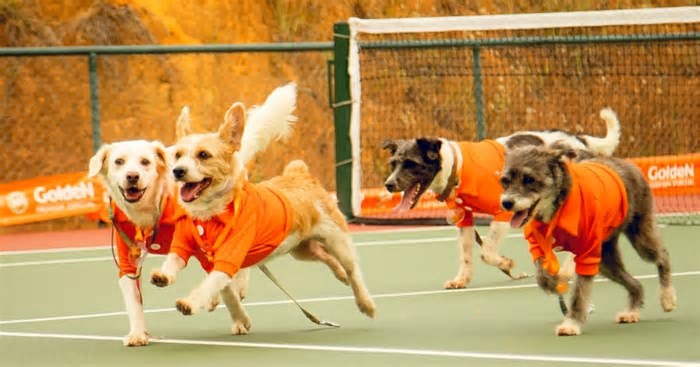 João Fonseca entrará em quadra no Rio Open com ‘CãoDula’ em ação de adoção a cachorros de rua