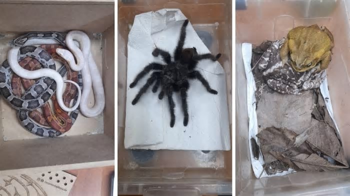 Animais exóticos e silvestres sem documentação são resgatados em apresentação de shopping em SC