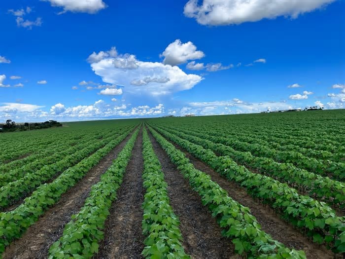 Agrodefesa alerta para o fim dos prazos de semeadura do algodão em municípios goianos
