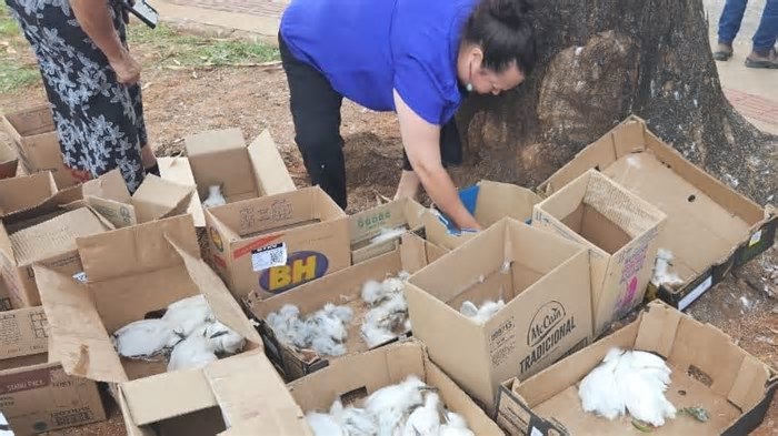 Prefeito afasta servidores por poda irregular e morte de garças em Lagoa Santa