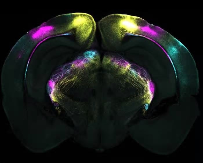 Cientistas descobrem mecanismo cerebral que ajuda a superar o medo