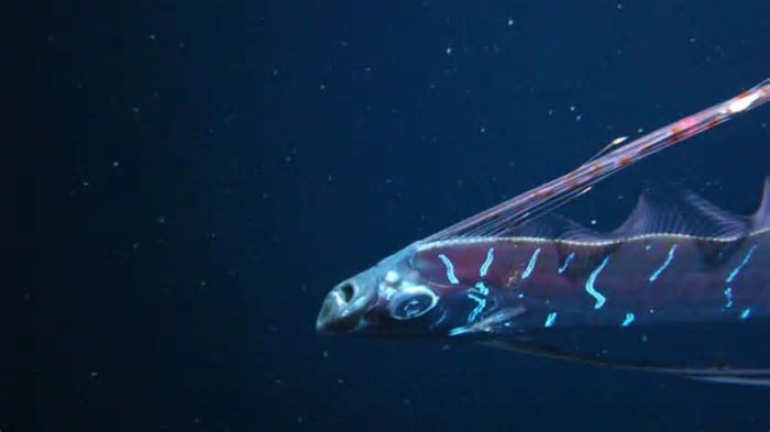O que é o “peixe-do-juízo-final” e por que tem esse nome?