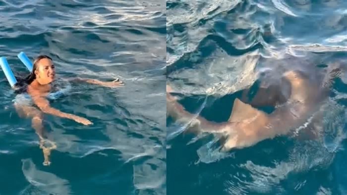 Vídeo: Turista se assusta e chuta tubarão durante mergulho em Fernando de Noronha