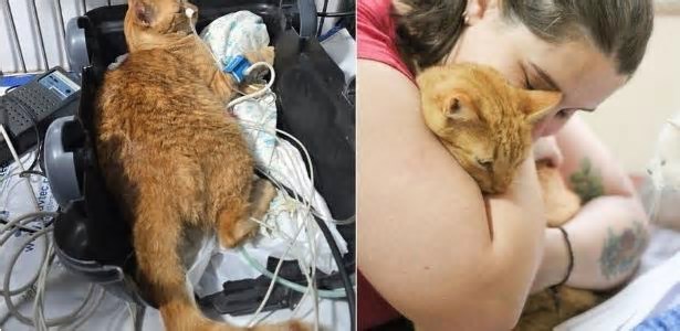 ONG diz que 10 gatos morreram após serem envenenados em BH