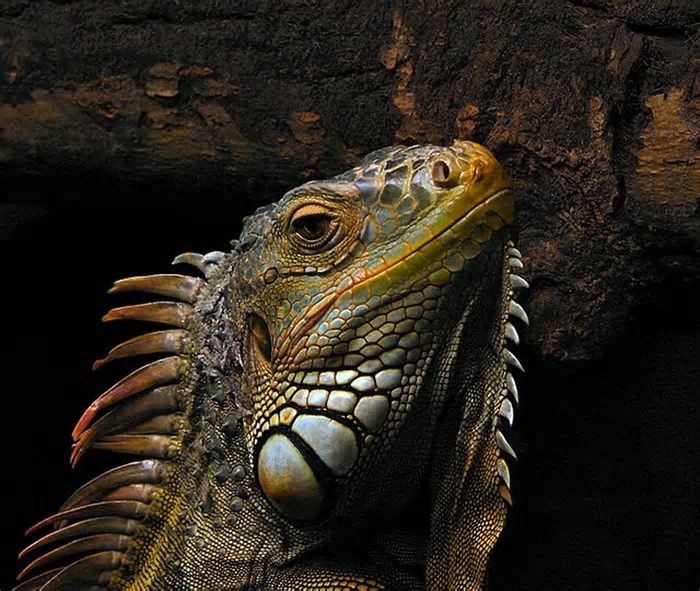 Este país asiático quer abater 120 mil iguanas - e oferece R$ 85 por animal morto