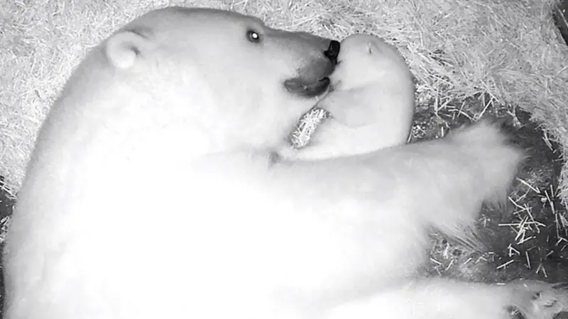 Vídeo exclusivo | Ursa polar brasileira? Conheça Nur, a rara filhote nascida em aquário em São Paulo