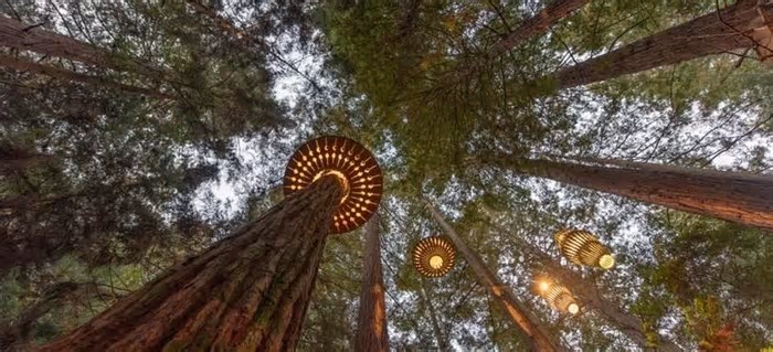 Você Já se Permitiu Tomar Um Banho de Floresta? É Bom para a Sua Saúde