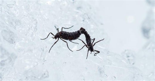 Só existe um inseto nativo da Antártica. Pesquisadores descobriram como ele sobrevive.