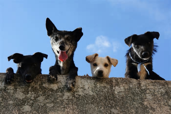 Remédio para prolongar a vida de cães idosos avança nos EUA