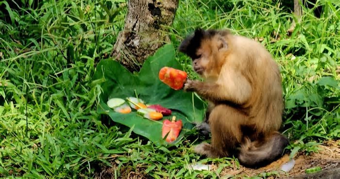 Cena inusitada: Animais tomam picolé no zoológico devido ao calor no RS