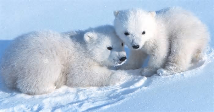 Em registro raro, filhotes de urso-polar saem da toca pela primeira vez; assista