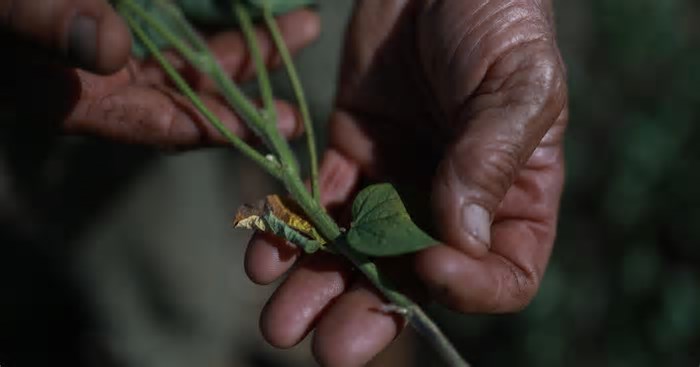 Estiagem pode comprometer mais da metade da produção agrícola, alerta Fetag-RS