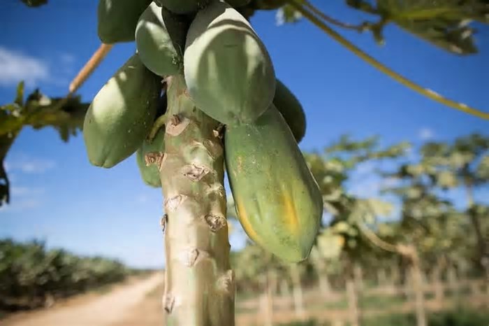 Conab verifica queda nos preços da alface, da batata, mamão e laranja