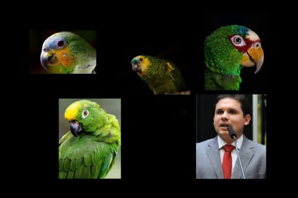 Papagaio de pirata à frente da Câmara