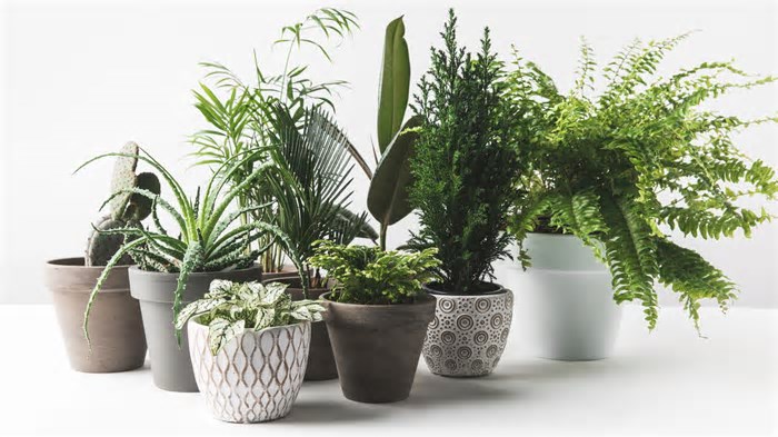 Ter plantas em casa pode salvar sua saúde e você nem imagina
