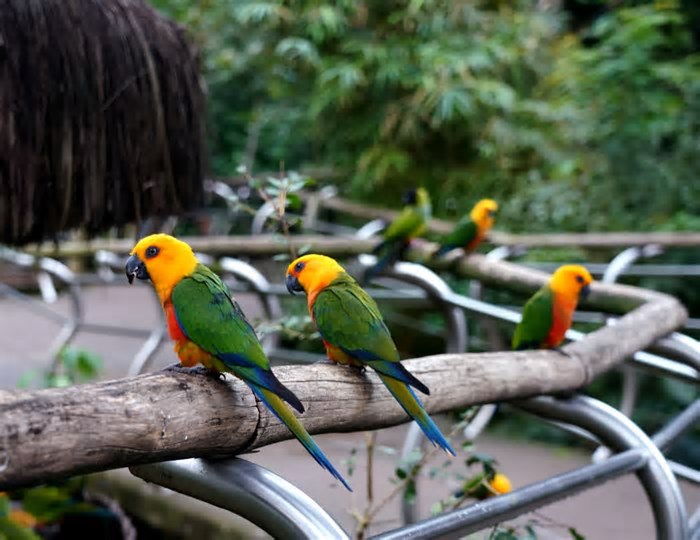 Parque das Aves inicia 2025 com recorde de visitação em janeiro