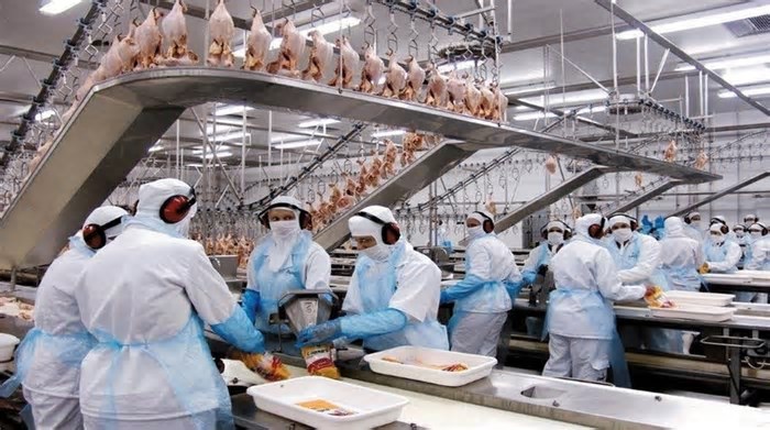 Frango: Mercado se aquece em SP; no RS, clima quente limita negócios