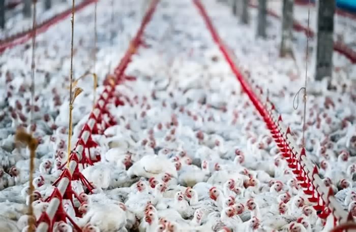 Frango/Cepea: mercado se aquece em SP; no RS, clima quente limita negócios