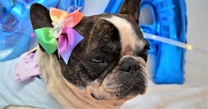 Quer saber o que seu cachorro pensa? Pesquisadores treinam IA para interpretar emoções de animais