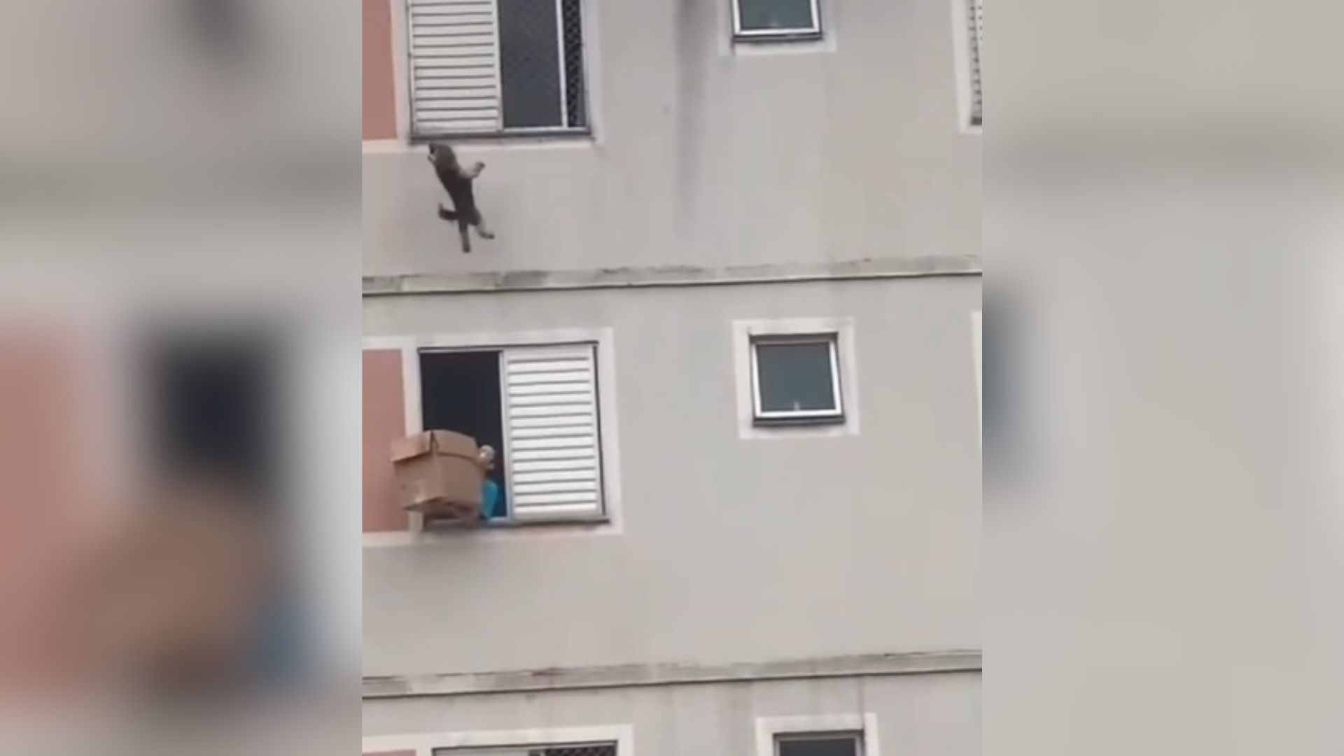 Mulher salva cachorro de queda de prédio em SP; veja vídeo