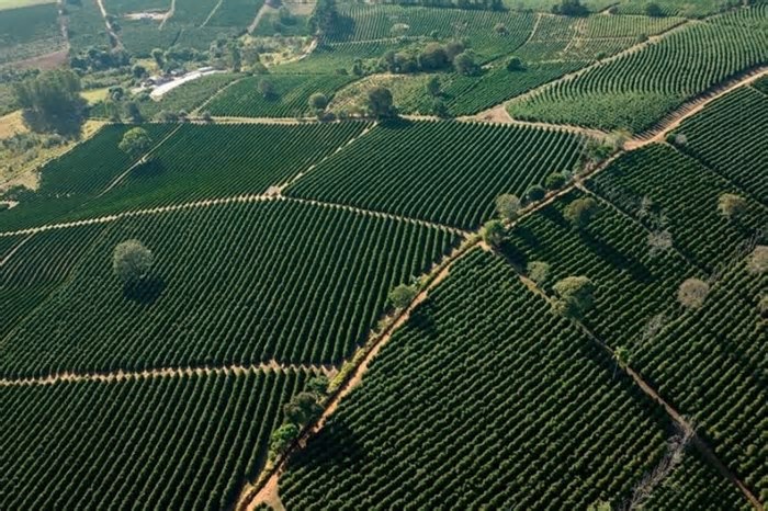 Sindijori: Cafeicultores lançam marca território