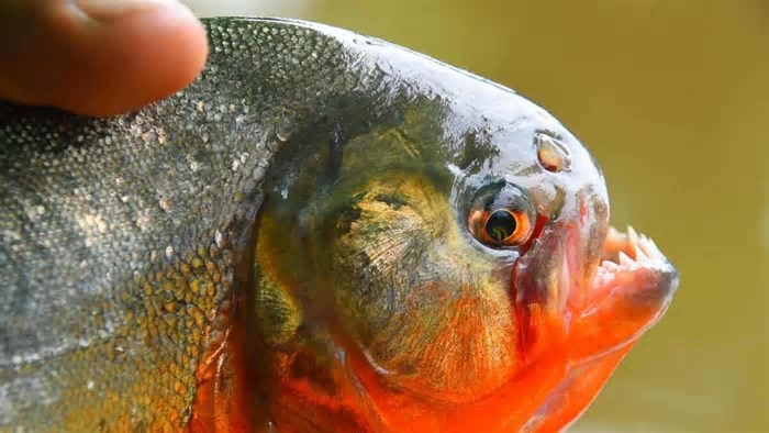 Represa infestada por piranhas no interior de SP registra mais um ataque em 15 dias