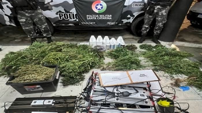 Polícia localiza estufa com plantação de maconha no Litoral de SC
