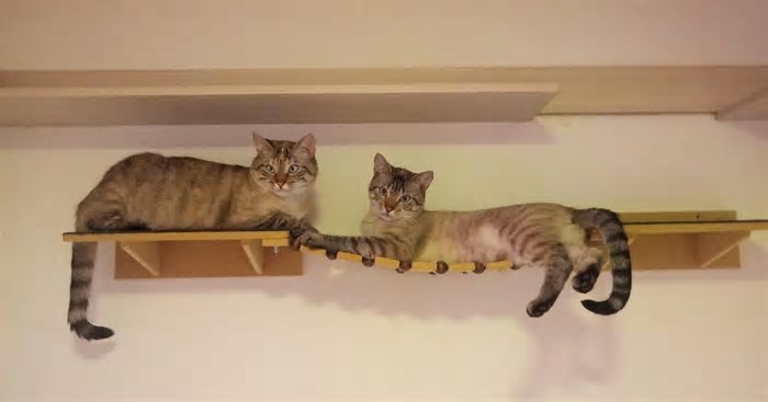 Café temático de gatos chama a atenção no cardápio e interação com animais em Passo Fundo