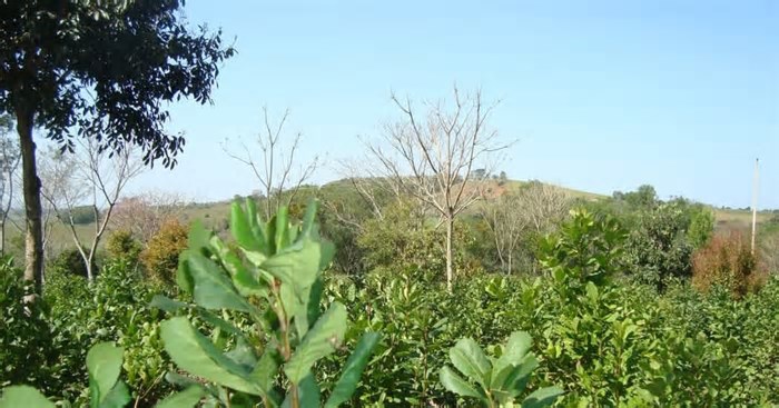 Erva-Mate da região de Machadinho, no Rio Grande do Sul, recebe selo de Indicação Geográfica