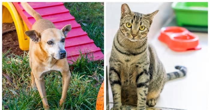 Quer adotar um pet? Prefeitura de SP promove evento com cães e gatos à procura de um lar