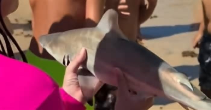 Banhistas se assustam com filhote de tubarão em praia do Extremo Sul baiano