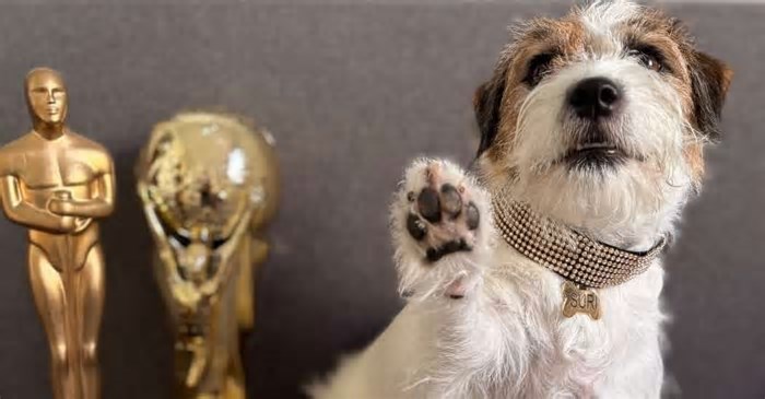 Cachorros de “Ainda Estou Aqui” são premiados no Fido Awards
