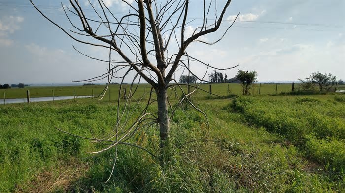 Contaminação por herbicida afeta produção de azeite, nozes e uvas no Rio Grande do Sul