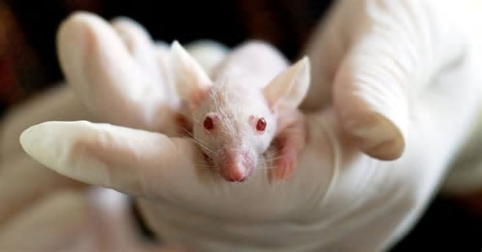 Este gene humano é capaz de alterar a voz de camundongos; entenda