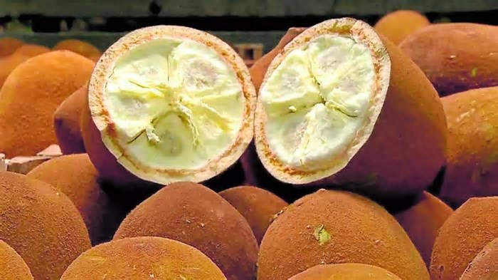 Startup desenvolve biocosméticos em busca da redução do impacto ambiental