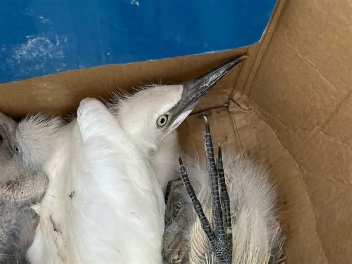 Mais de 60 garças morrem em poda de árvores em cidade mineira e gera revolta