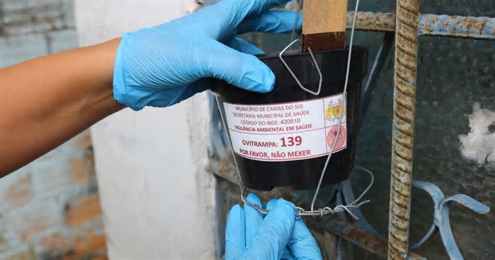 Armadilhas instaladas em Caxias do Sul pegam um terço dos focos do mosquito da dengue em 2025