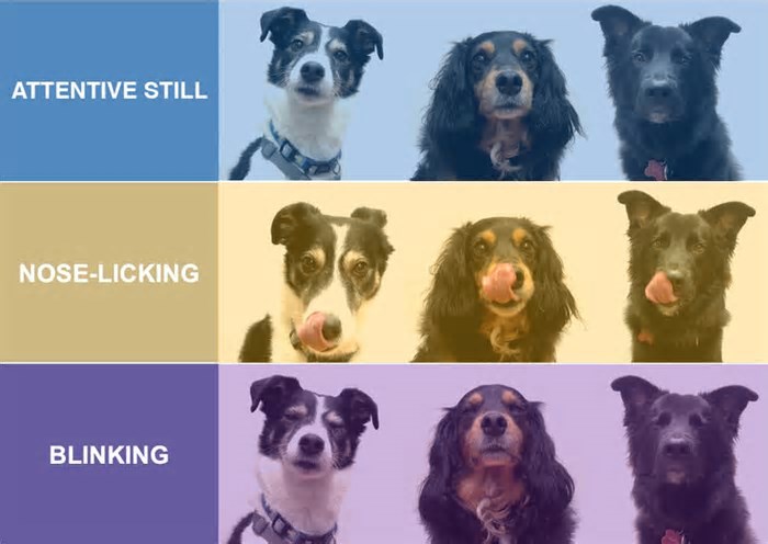 Cachorros podem piscar para criar laços com outros cães, indica estudo