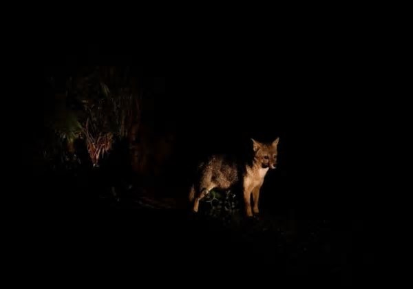 Zoológico de Salvador anuncia novas datas para passeio noturno