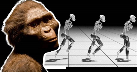 Lucy era capaz de correr, mas bem devagarzinho. Veja o vídeo.