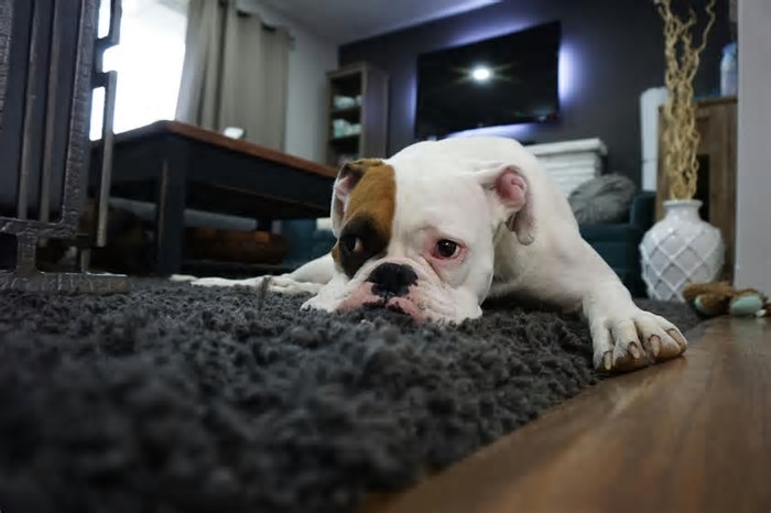 Como fazer seu cachorro prestar atenção em você, segundo a ciência
