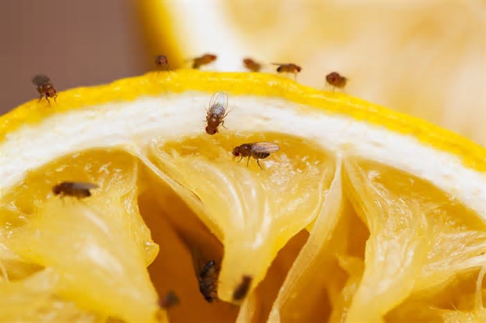 Moscas de fruta geneticamente modificadas conseguem neutralizar um dos poluentes mais tóxicos do mundo