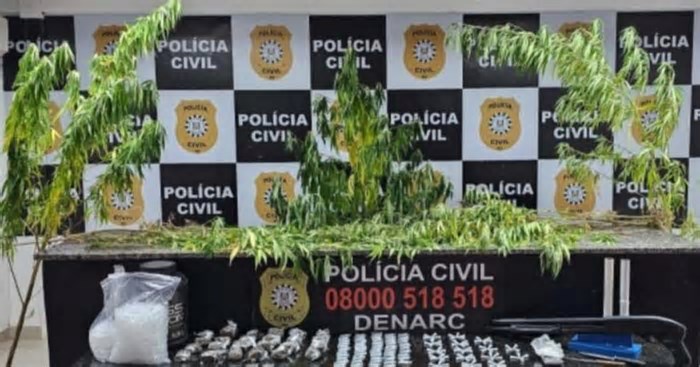 Polícia Civil descobre plantação de maconha no bairro Sarandi em Porto Alegre
